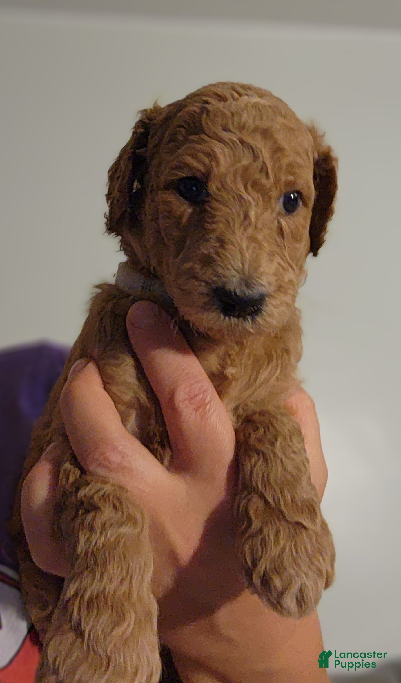 Standard Poodle dogs Fiona - Ad 26