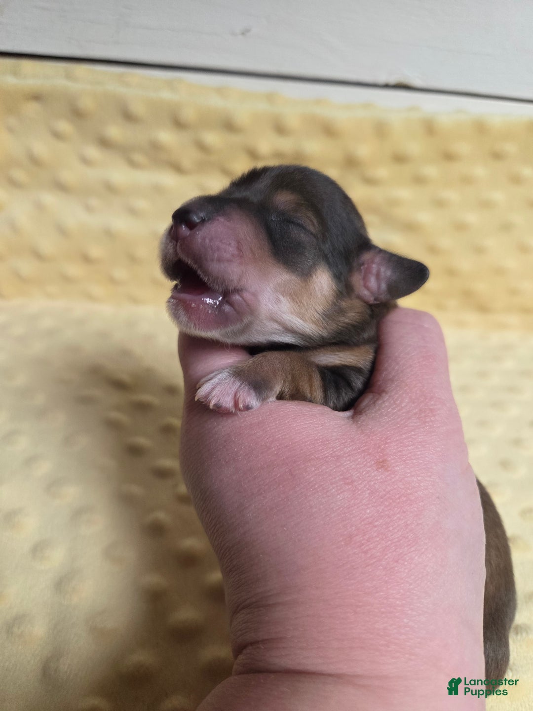 Mixed Breed dogs for sale: Holy - Ad 2