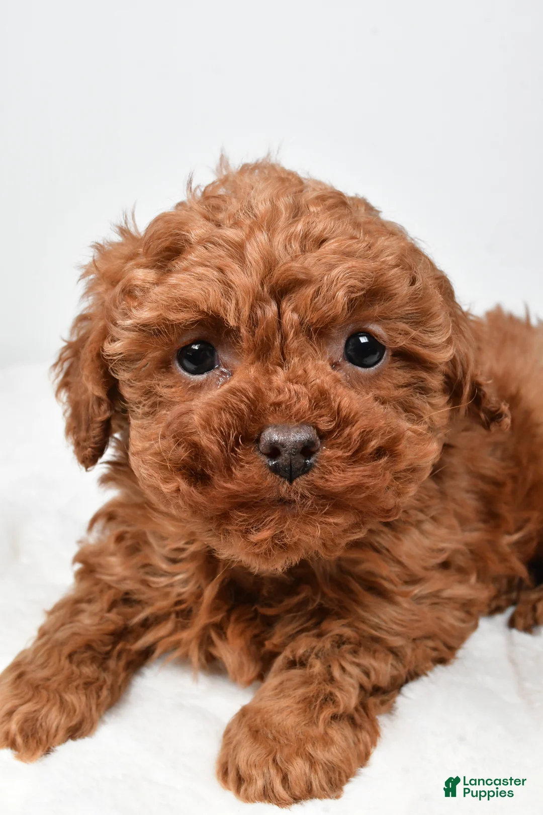 Cavapoo dogs for sale: Rebecca - Ad 6