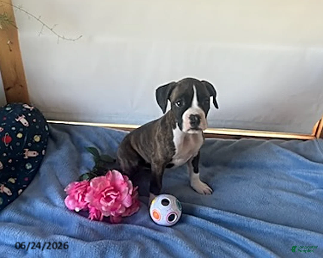 Boxer dogs for sale: Samantha - Ad 7