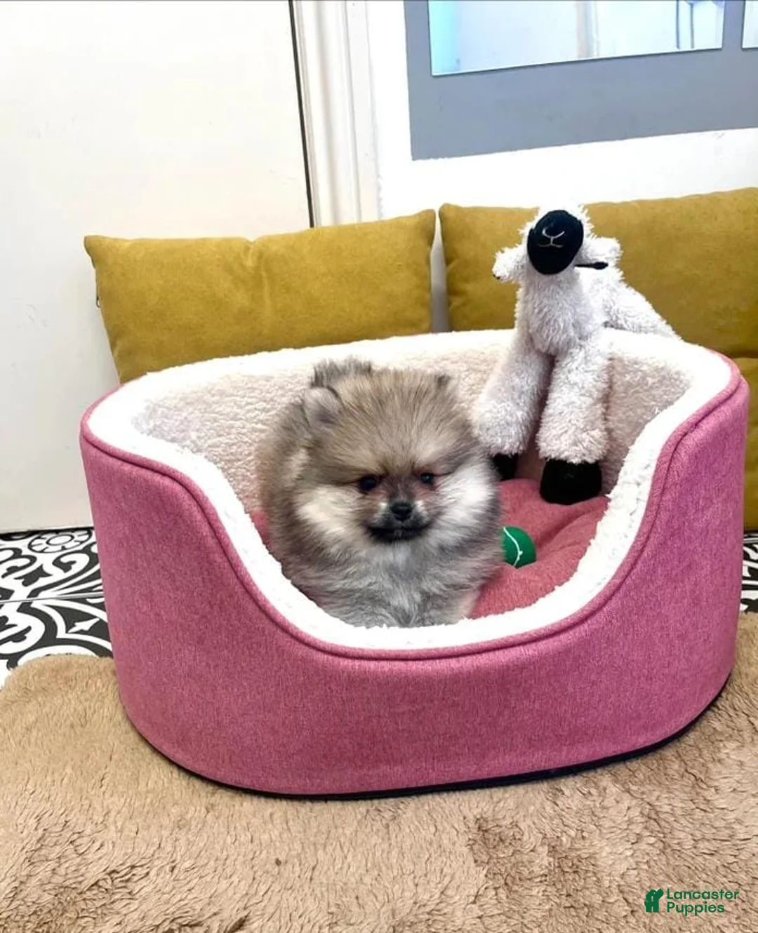 Pomeranian dogs for sale: Max - Ad 21