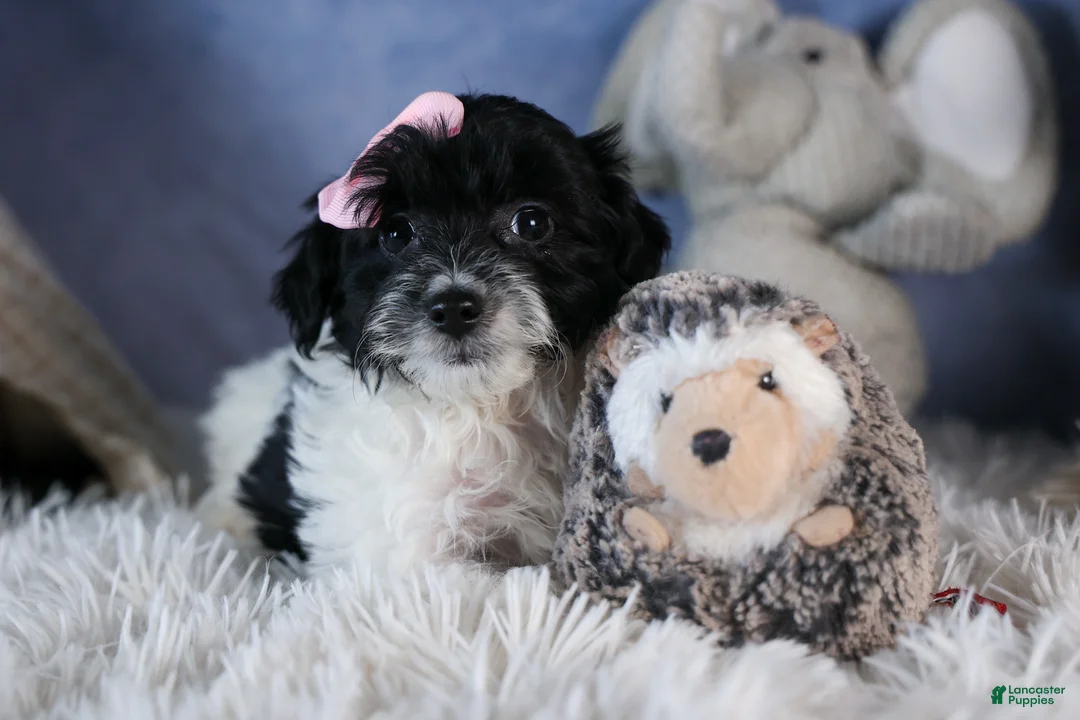 Havapoo dogs for sale: FREDA - Ad 9