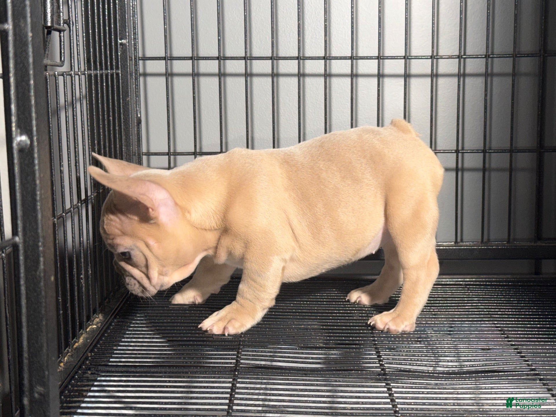 French Bulldog dogs Fawn Girl  - Ad 2
