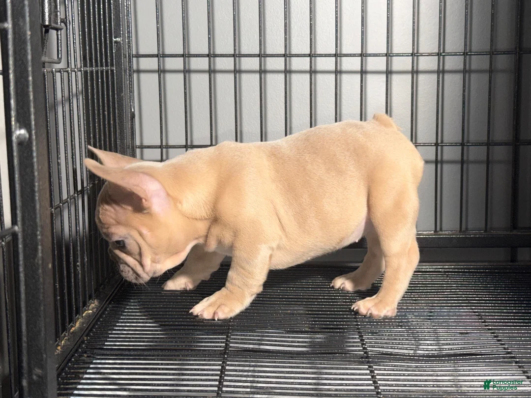 French Bulldog dogs for sale: Fawn Girl  - Ad 2