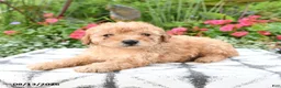 Toy Poodle dogs for sale: Pipkin - Ad 5