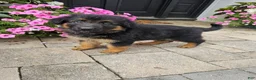 German Shepherd dogs for sale: Jenna - Ad 9