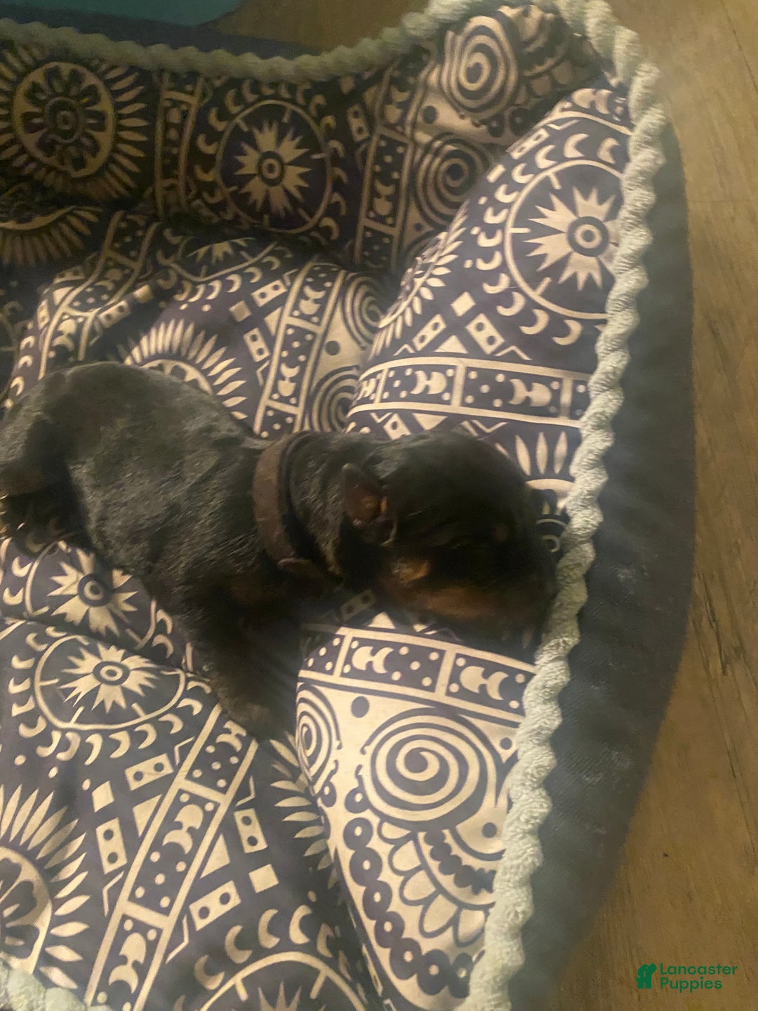 Rottweiler dogs for sale: 2nd Pick Male - Ad 2