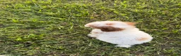 Toy Poodle dogs for sale: Toy Poodle 1 - Ad 7