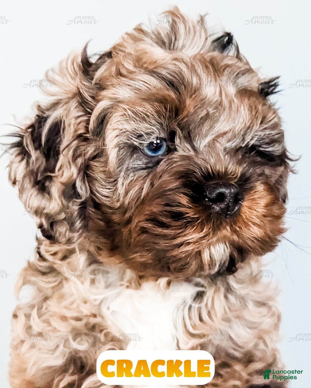 Cockapoo dogs for sale: Crackle - Ad 12