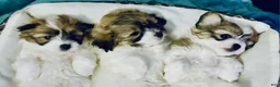 Coton De Tulear dogs for sale: Coton De Tulear 1 - Ad 2