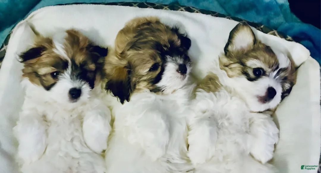 Coton De Tulear dogs for sale: Coton De Tulear 1 - Ad 2