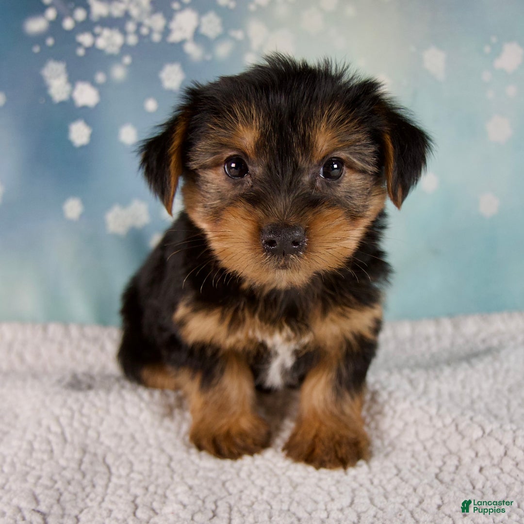Morkie dogs for sale: Bentley - Ad 7