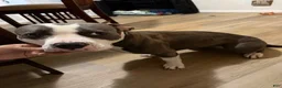 American Bully dogs for sale: American Bully 2 - Ad 4