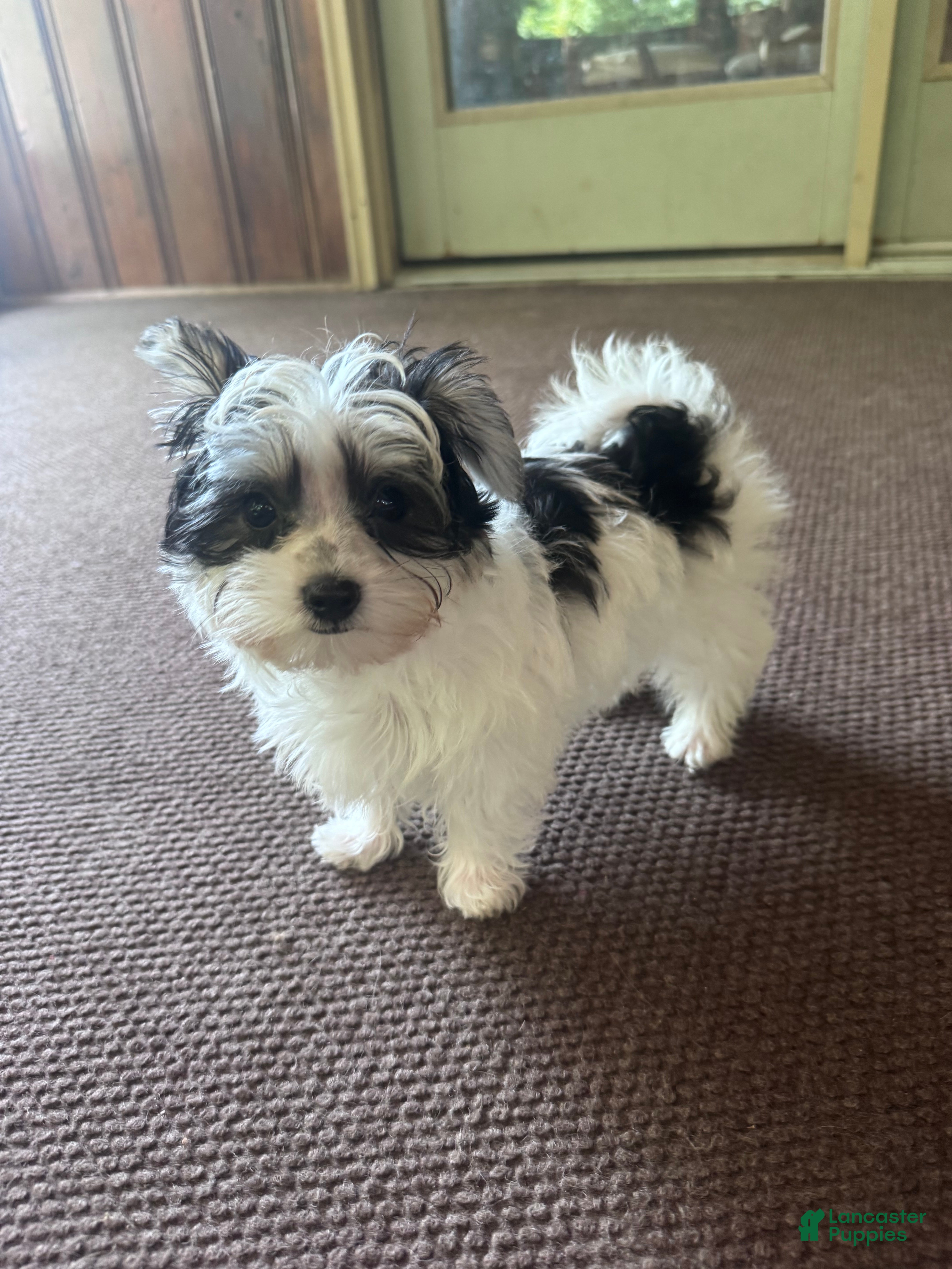 Morkie dogs Morkie 1 - Ad 17