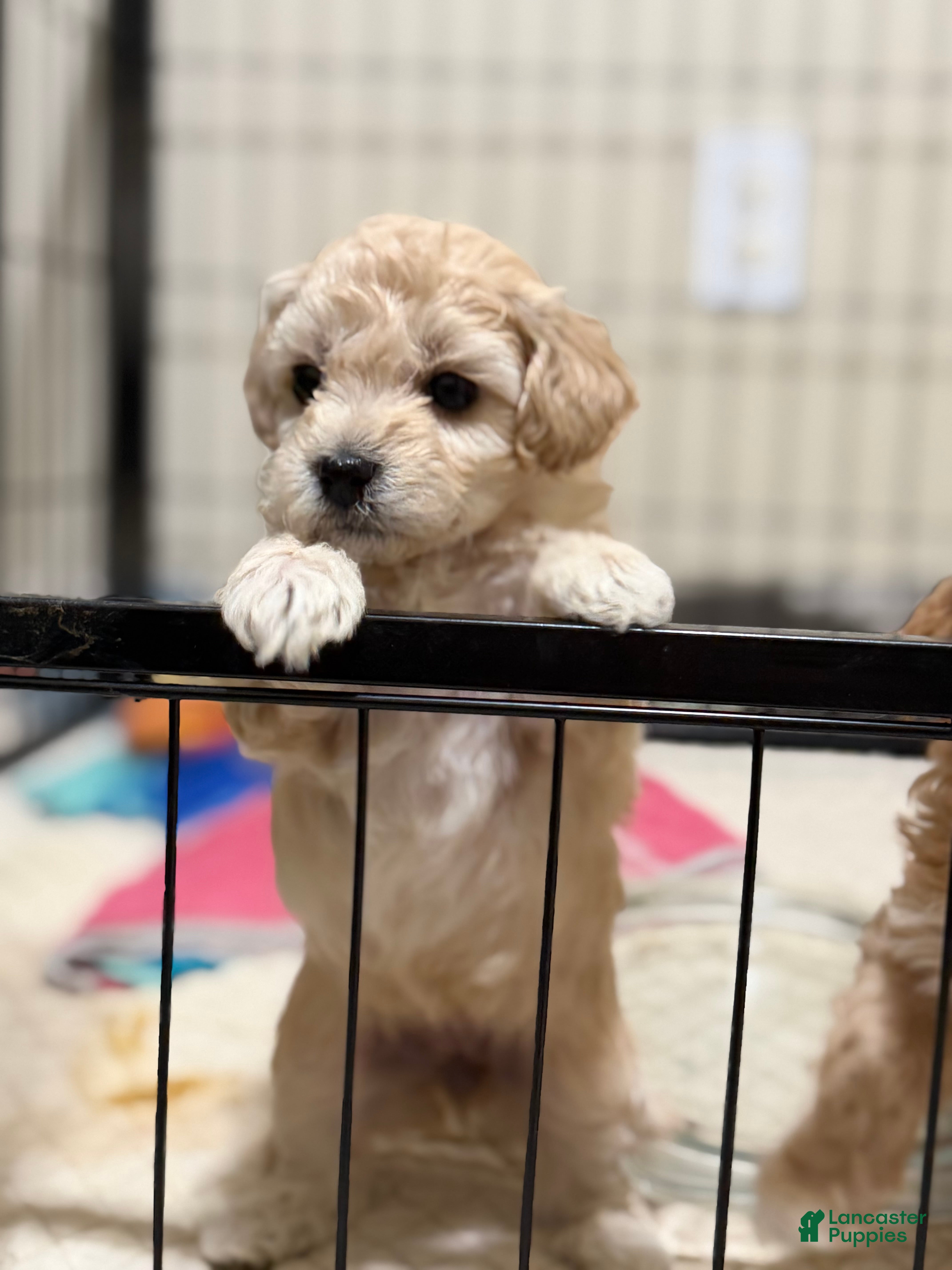 Bichpoo dogs Bichon frise Puppy 3 - Ad 18