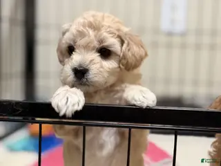 Bichpoo dogs Bichon frise Puppy 3 - Ad 26