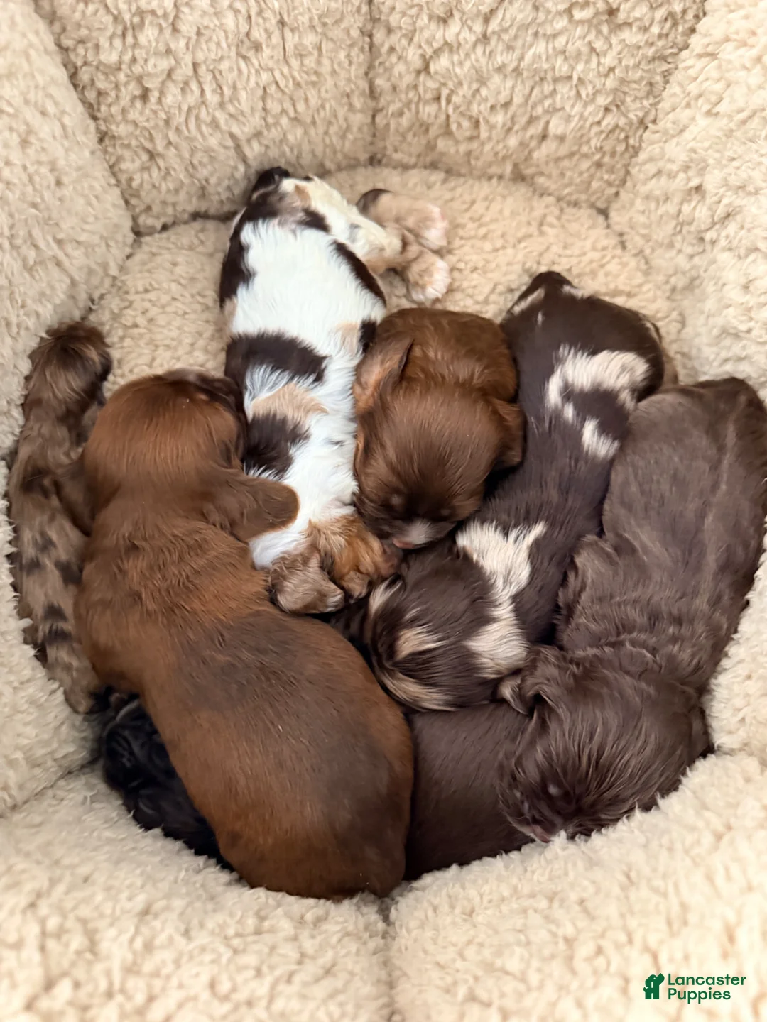 Cavalier King Charles Spaniel dogs for sale: Cow multi color - Cavalier King Charles Spaniel Puppy 5 - Ad 1
