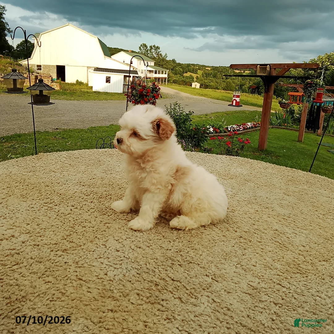 Pomapoo dogs for sale: Freddy - Ad 2
