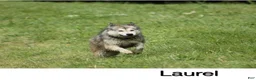 Mixed Breed dogs for sale: Mixed Breed 1 - Ad 2