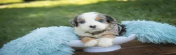 Mini Bernedoodle dogs for sale: Mingo Mini Bernedoodle  - Ad 3