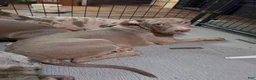American Bully dogs for sale: American Bully 2 Male - Ad 3