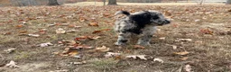 Standard Poodle dogs for sale: Standard Poodle 2 - Ad 17