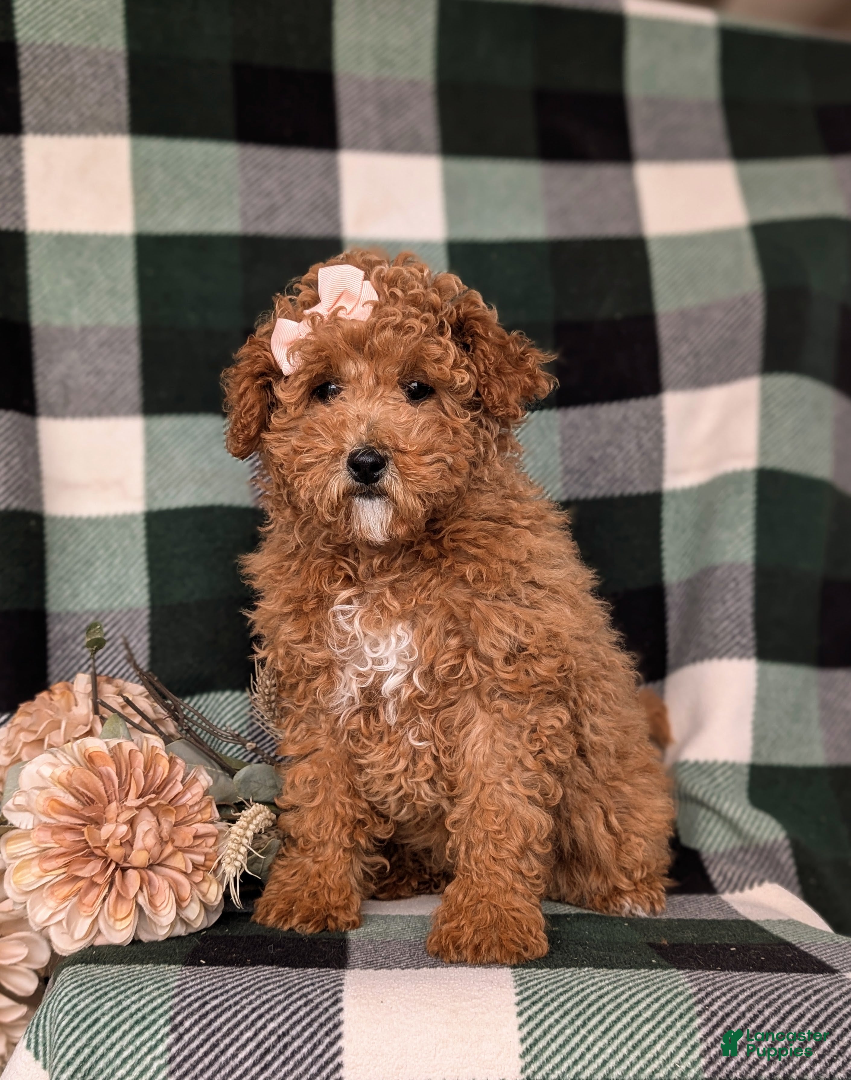 Miniature Poodle dogs Priscilla 9 lbs Full Grown - Ad 25