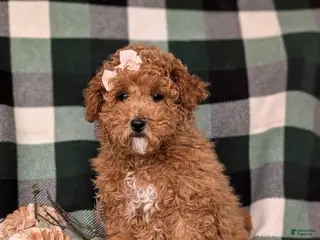 Miniature Poodle dogs for sale: Priscilla 9 lbs Full Grown - Ad 3