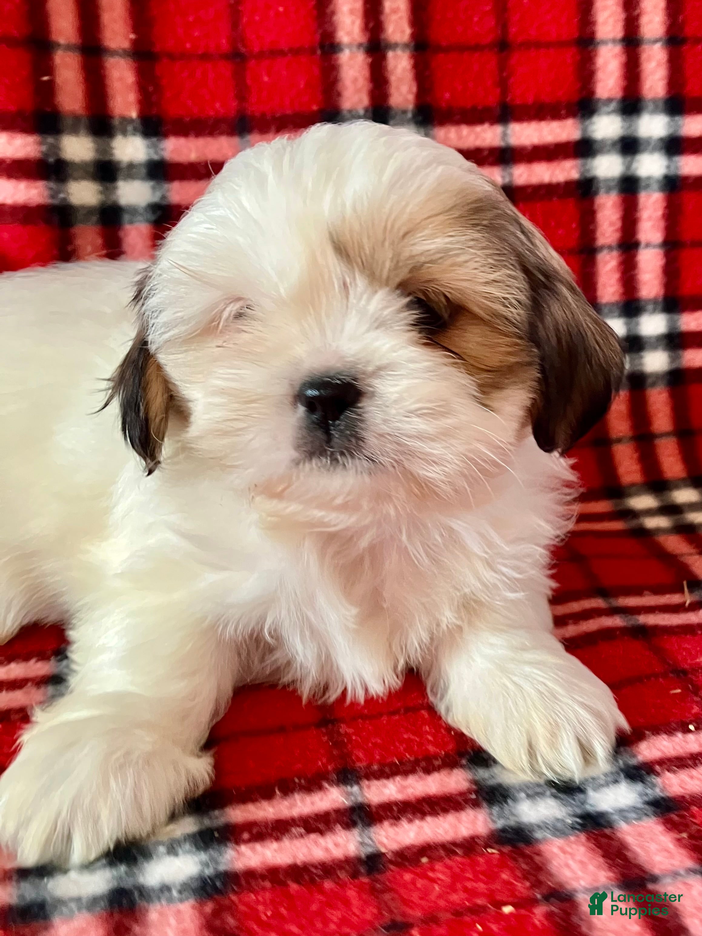Shih Tzu dogs Lacy - Ad 37