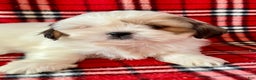 Shih Tzu dogs for sale: Lacy - Ad 1