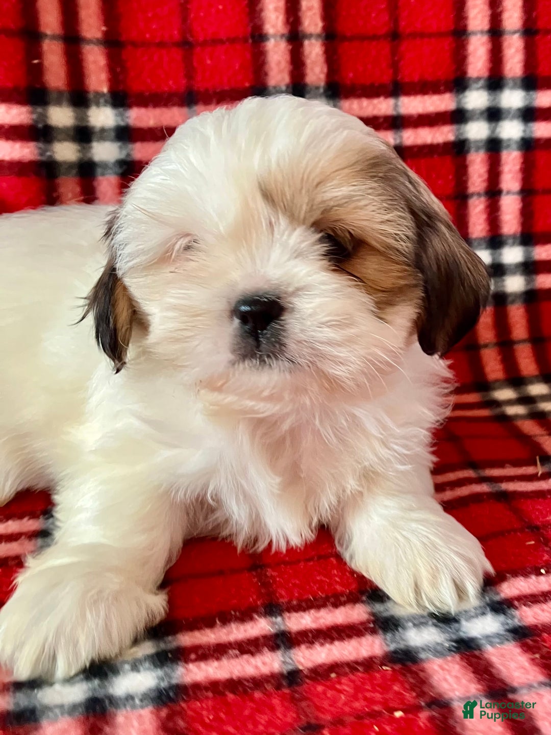 Shih Tzu dogs for sale: Lacy - Ad 1