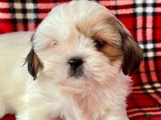 Shih Tzu dogs Lacy - Ad 37