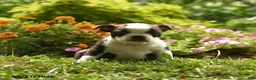 Boston Terrier dogs for sale: Chiamaka - Ad 4