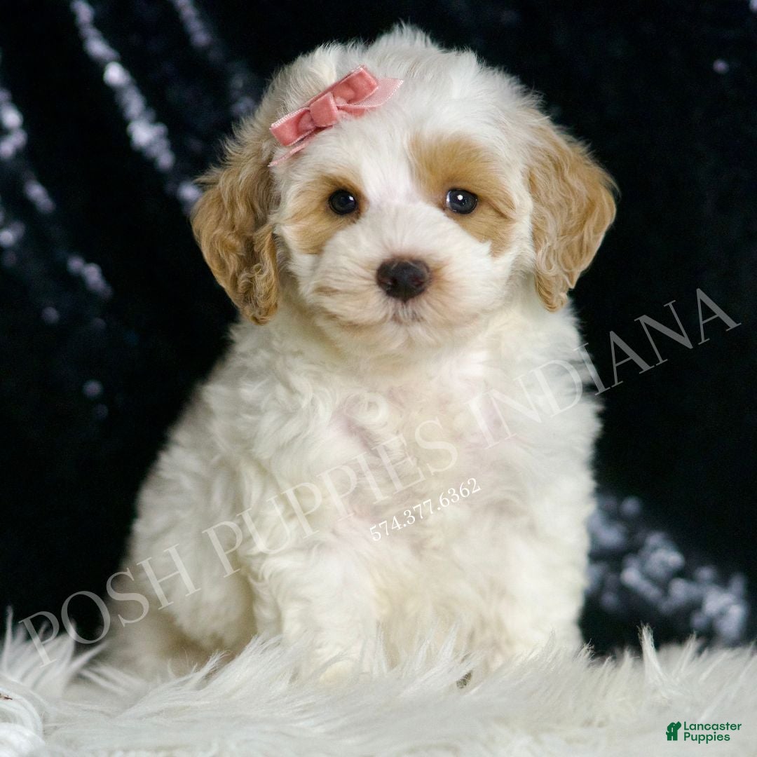 Mini Goldendoodle dogs for sale: Peaches F1BB  - Ad 6