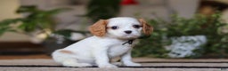 Cavalier King Charles Spaniel dogs for sale: Weston - Ad 2