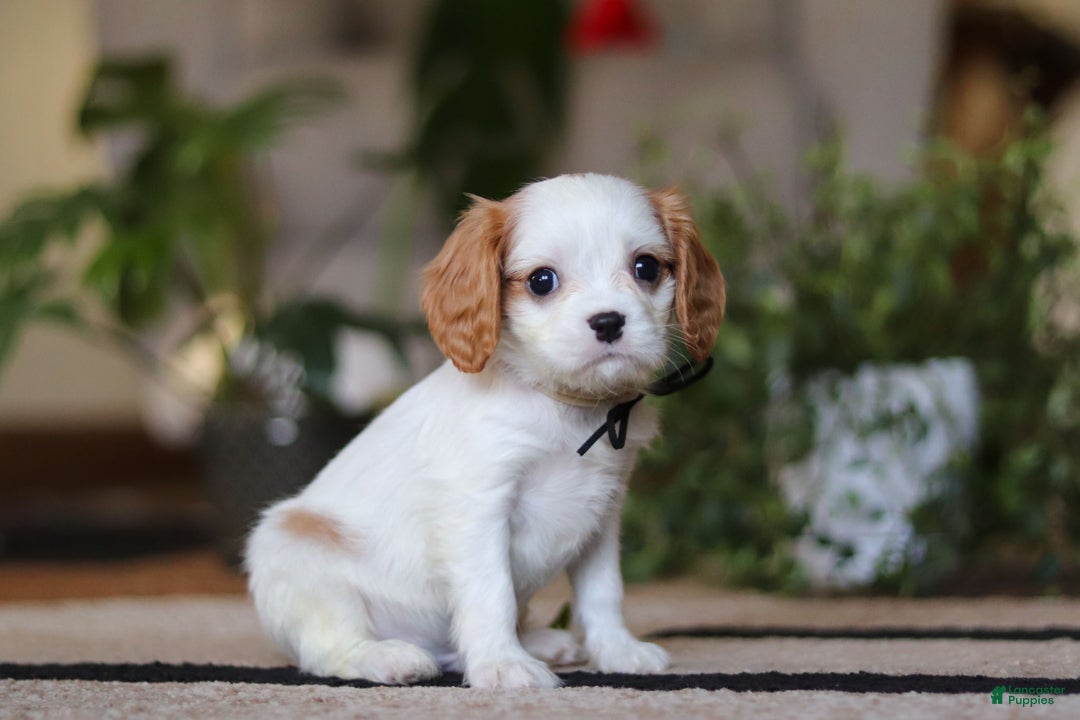 Cavalier King Charles Spaniel dogs for sale: Weston - Ad 2