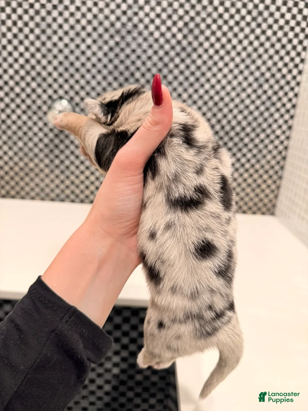 Australian Shepherd dogs for sale: Lady - Ad 6