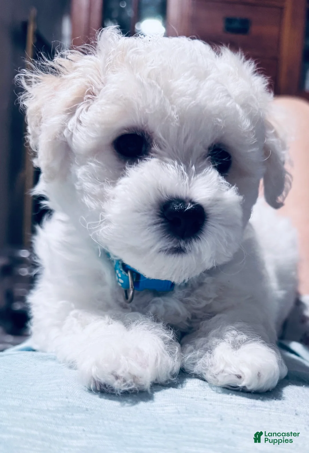 Bichon Frise dogs for sale: Baby boy 3 - Ad 2