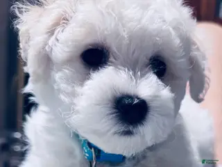 Bichon Frise dogs Bichon Frise blue collar - Ad 30