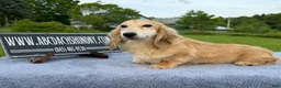 Miniature Dachshund dogs for sale: Cream - Ad 11