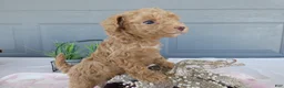 Toy Poodle dogs for sale: Toy Poodle 3 Luna - Ad 4