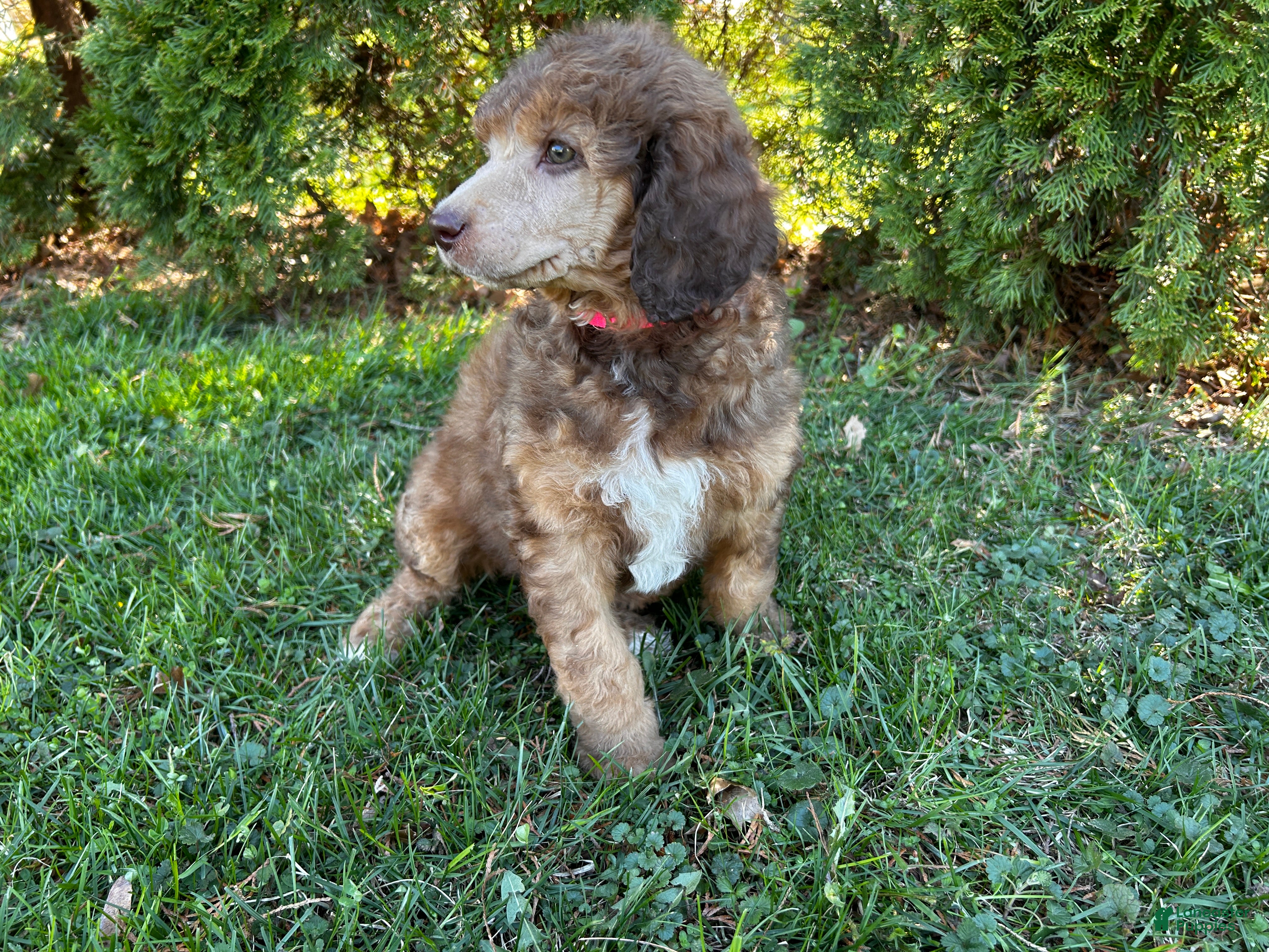 Standard Poodle dogs ⚓️Sailor-AKC Standard🐩 - Ad 2