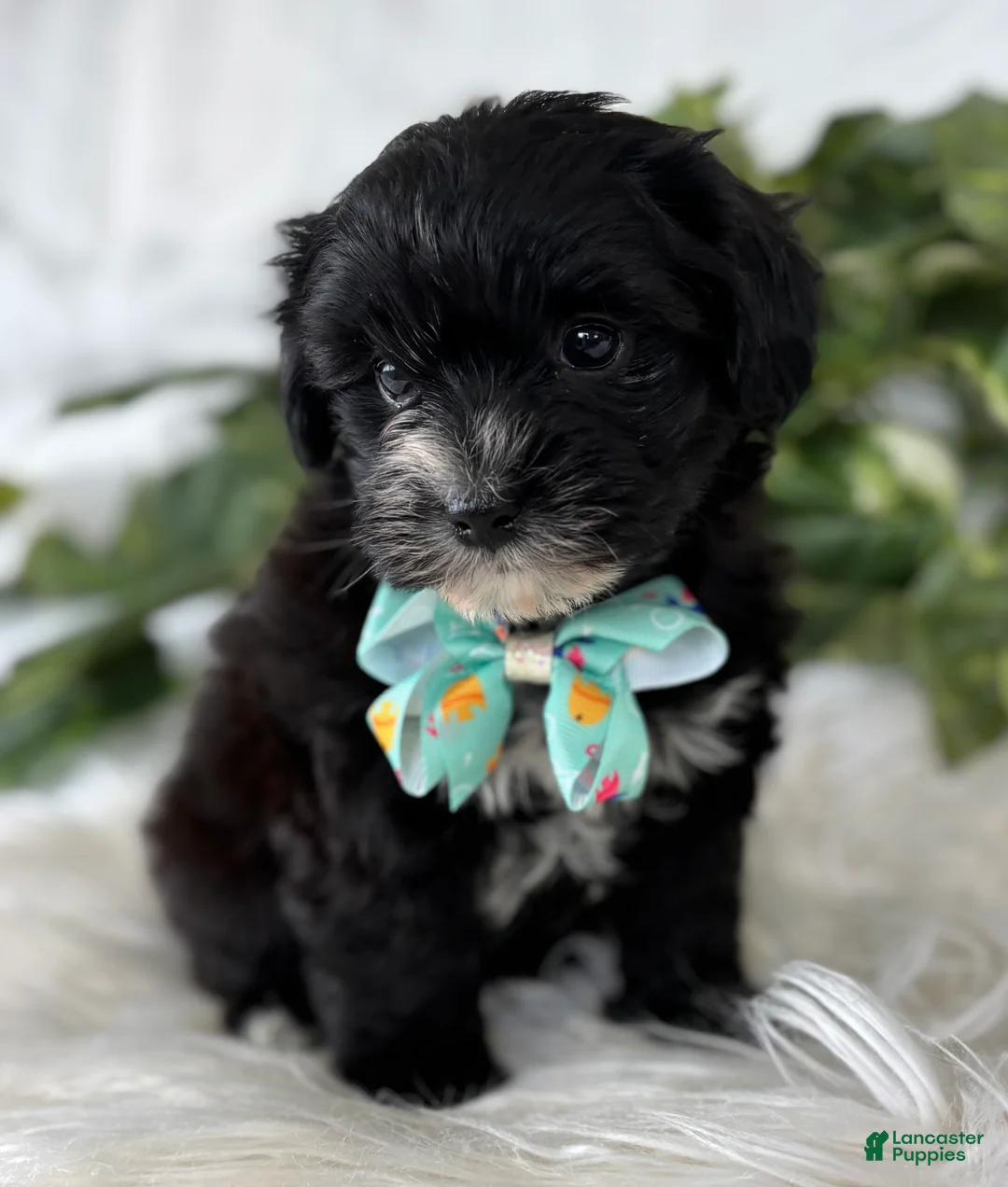 Morkie dogs for sale: Prince  - Ad 10