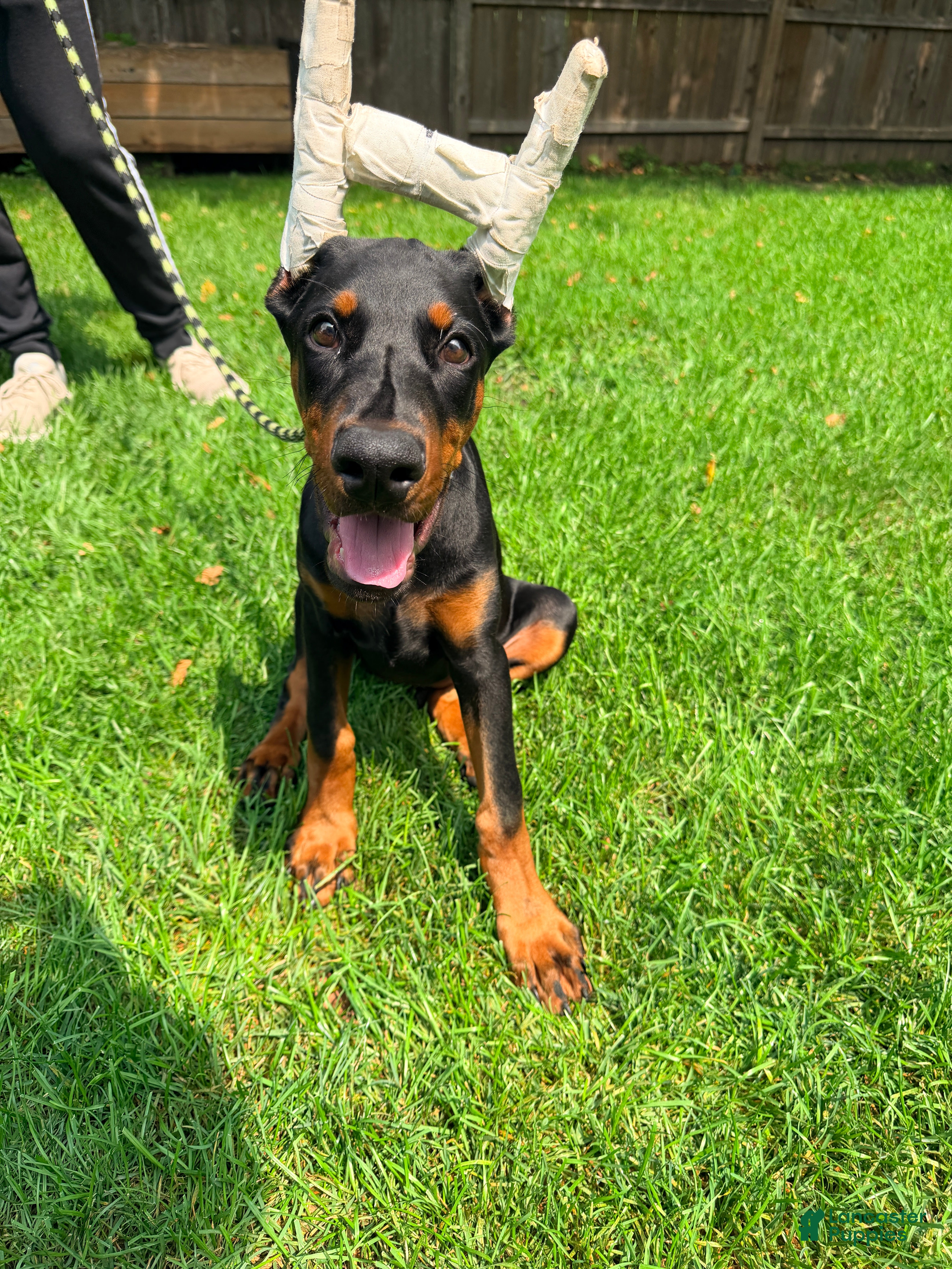 Doberman Pinscher dogs Olive - Ad 2