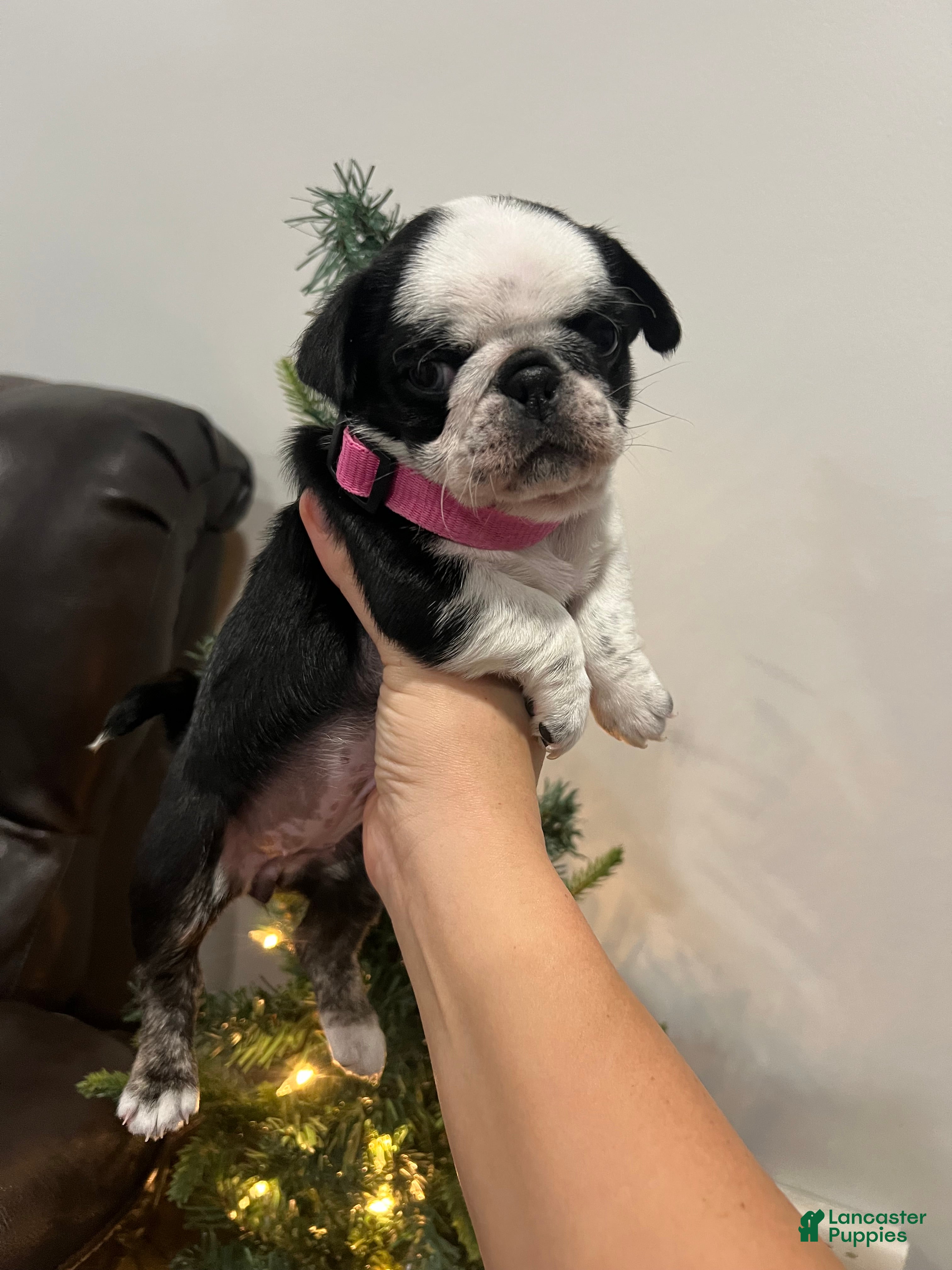 Pug dogs Panda Pug Female  - Ad 10