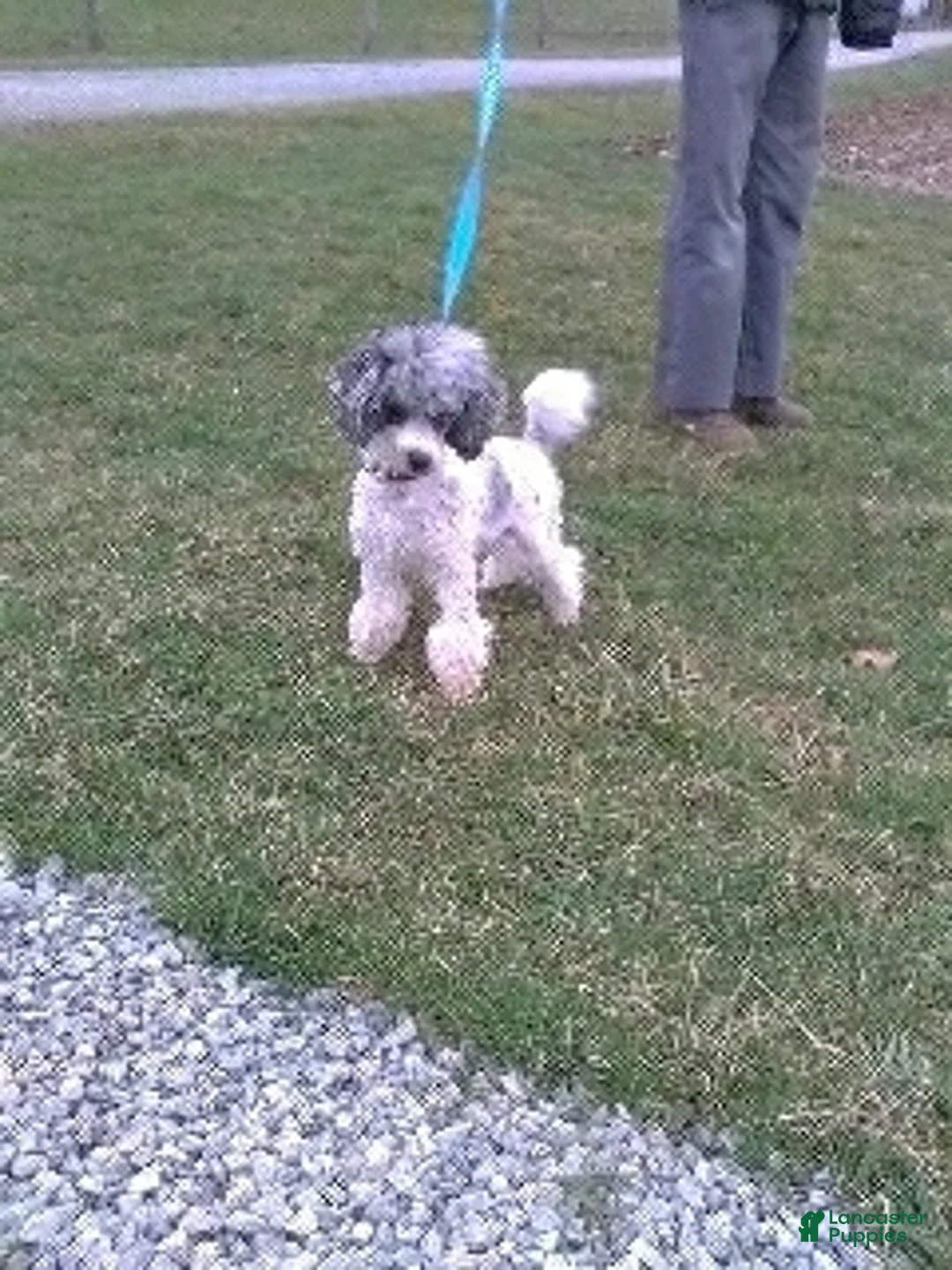 Maltipoo dogs for sale: NOEL - Ad 15