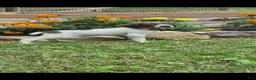 German Shorthaired Pointer dogs for sale: Fern - Ad 2