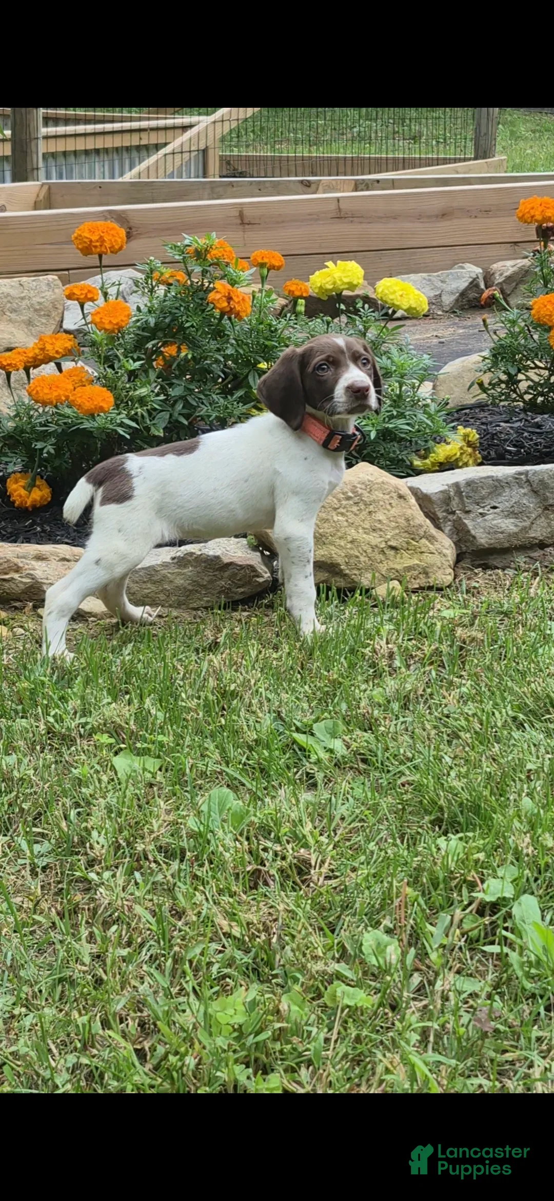 German Shorthaired Pointer dogs for sale: Fern - Ad 2