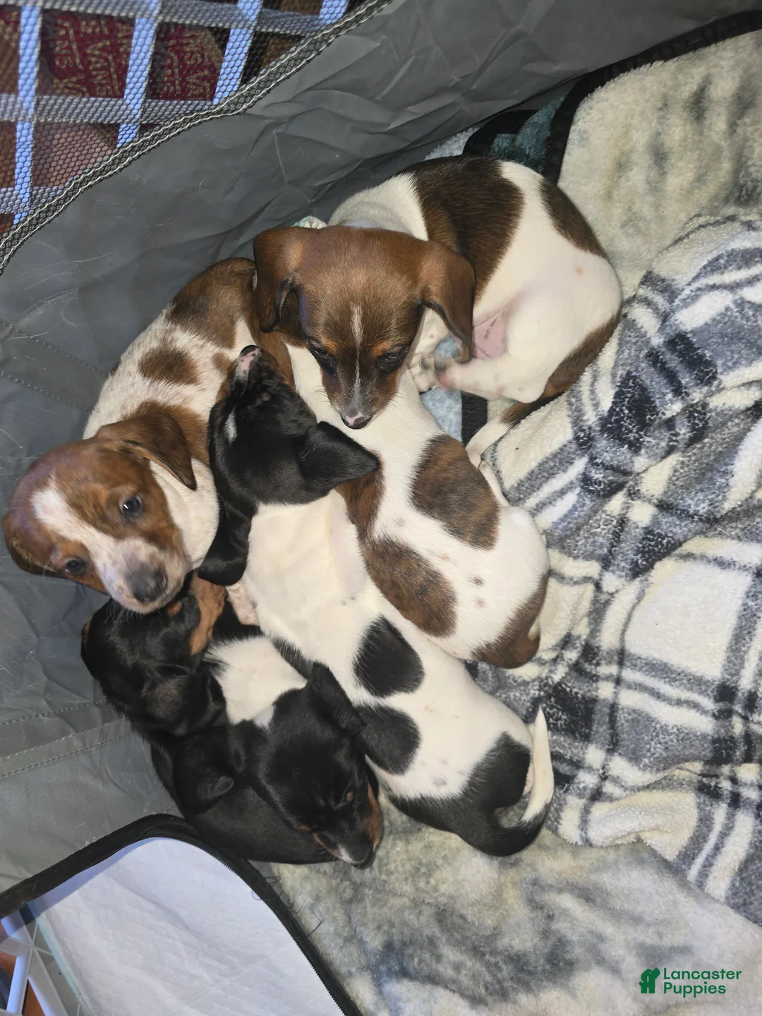 Dachshund dogs for sale: Hollee - mini - Ad 14