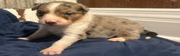 Australian Shepherd dogs for sale: Ruth - Ad 28